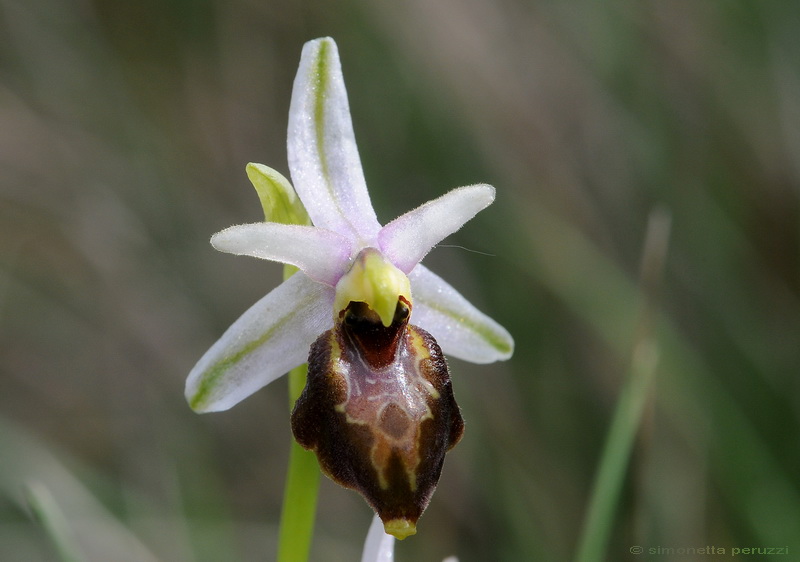 Orchidee del Chianti - Ophrys sphegodes e altre...